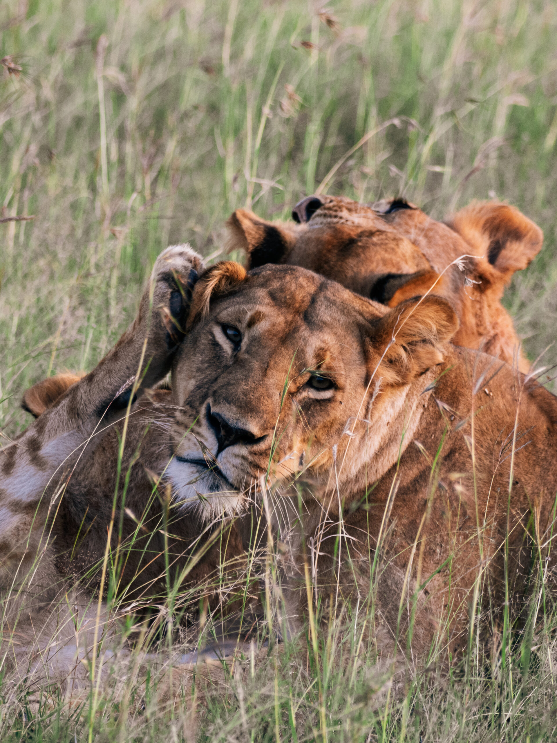 OlKinyei-OM1-April2025 (137 of 148)