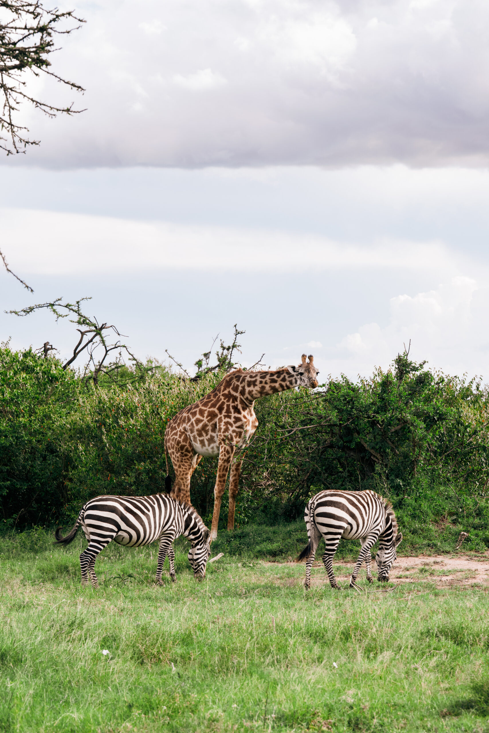 OlKinyei-Z6iii-April2025 (1 of 141)