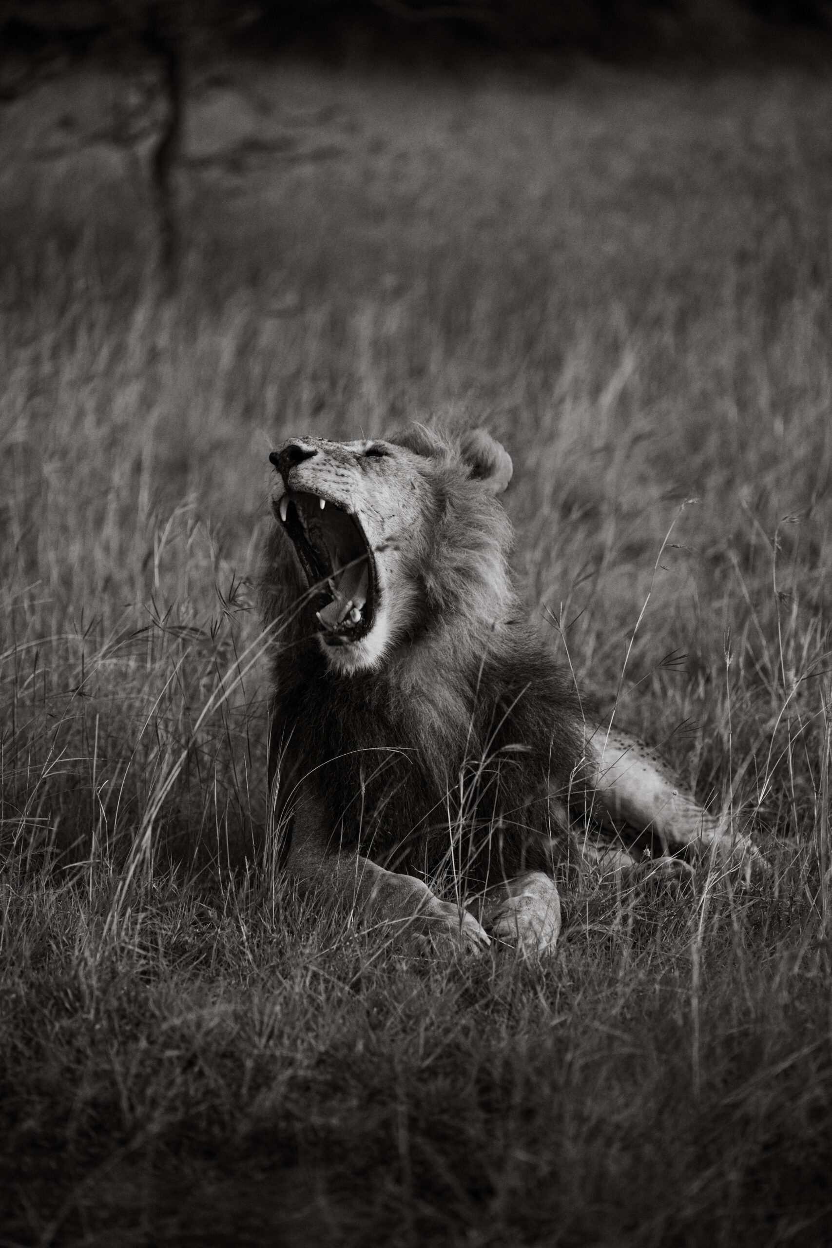 OlKinyei-Z6iii-April2025 (132 of 141)